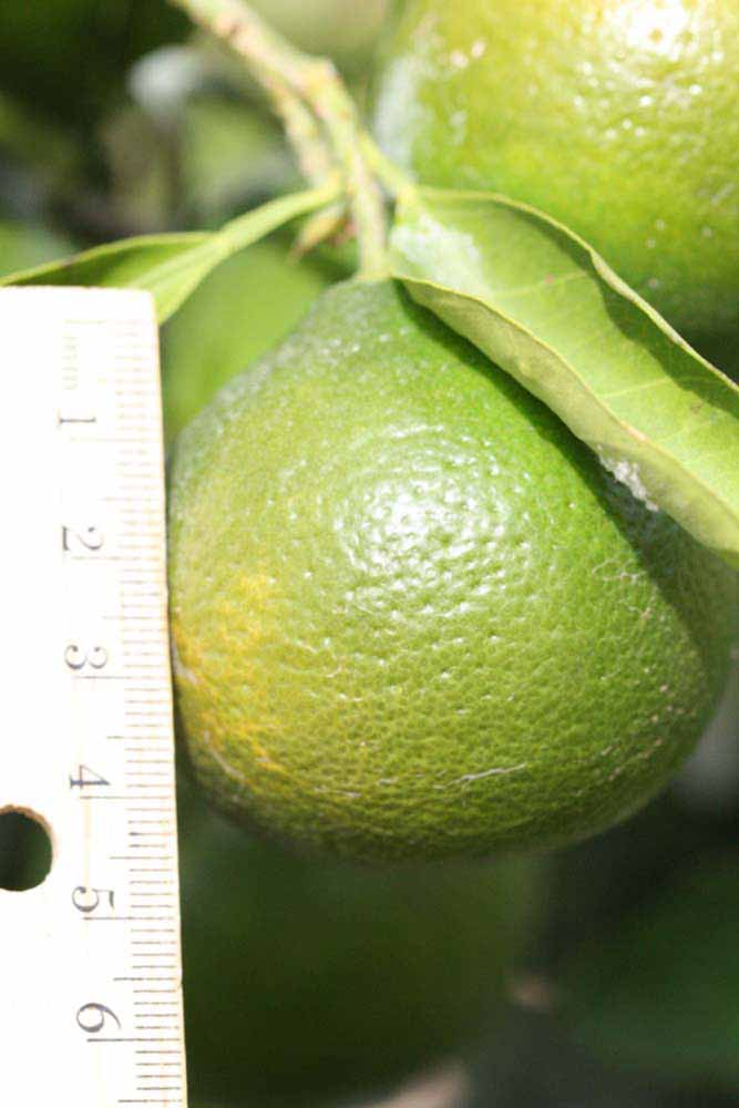            Immature fruit (Riverside, CA)   